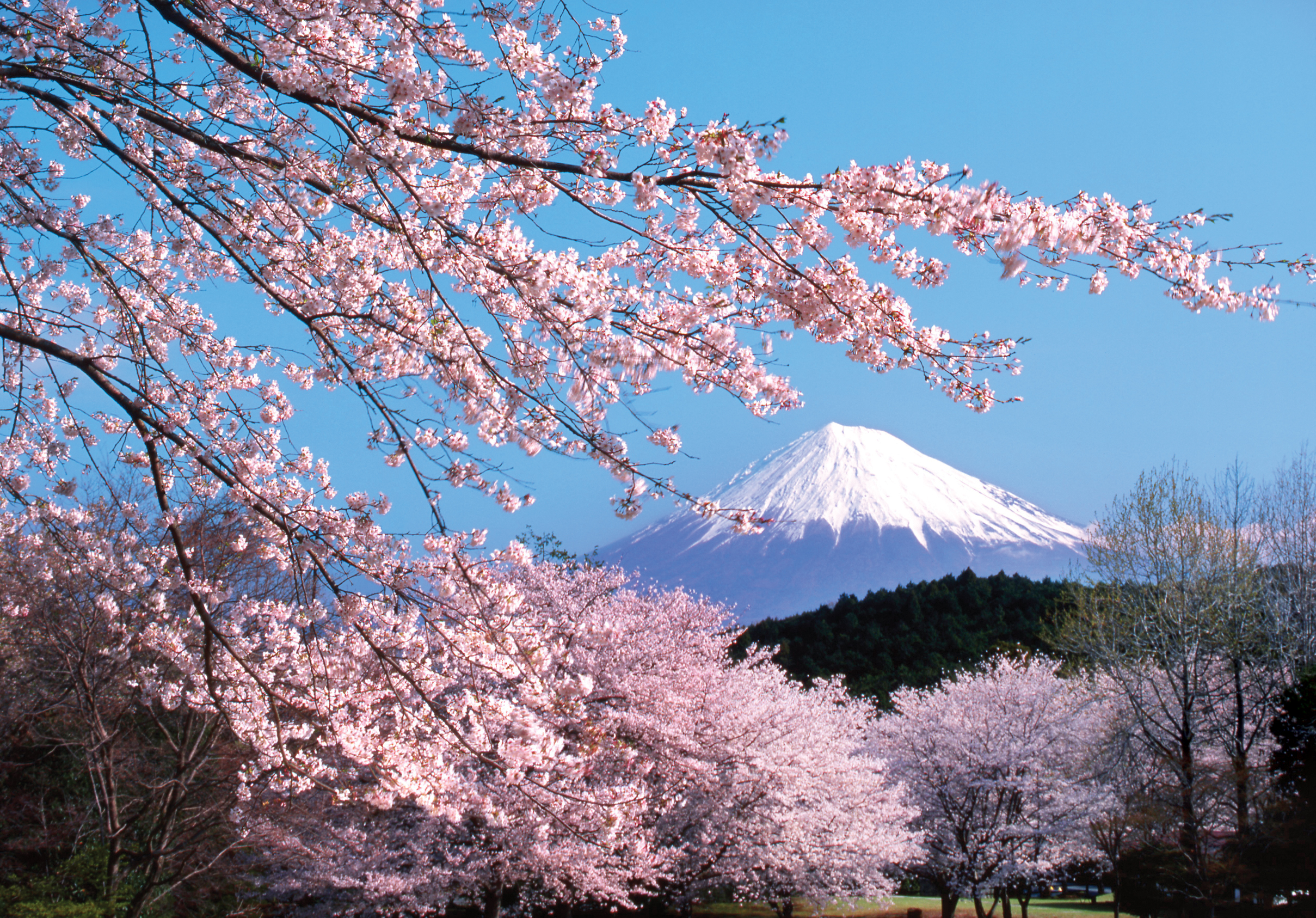 Sakura